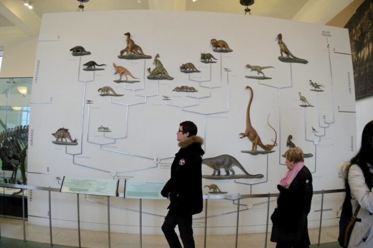 現在の鳥類へと続く進化の展示