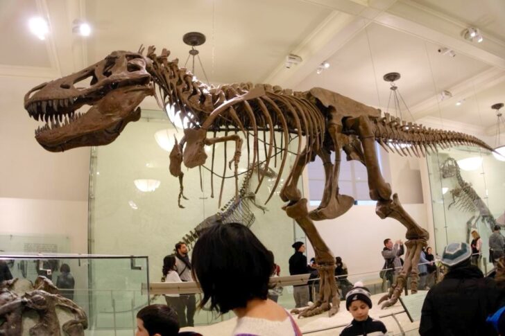 ティラノサウルスの骨格