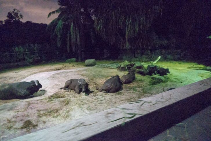 ナイトサファリのバッファロー