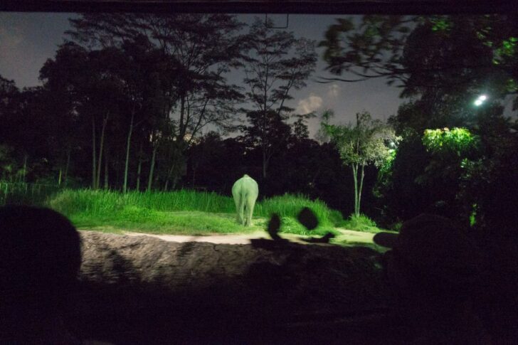 ナイトサファリのゾウはお尻しか見せてくれなかった