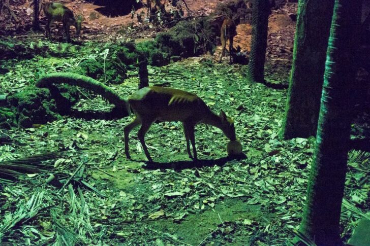 ナイトサファリで出会った小動物