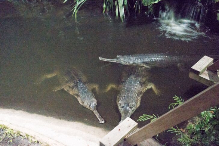 ナイトサファリで出会ったワニ